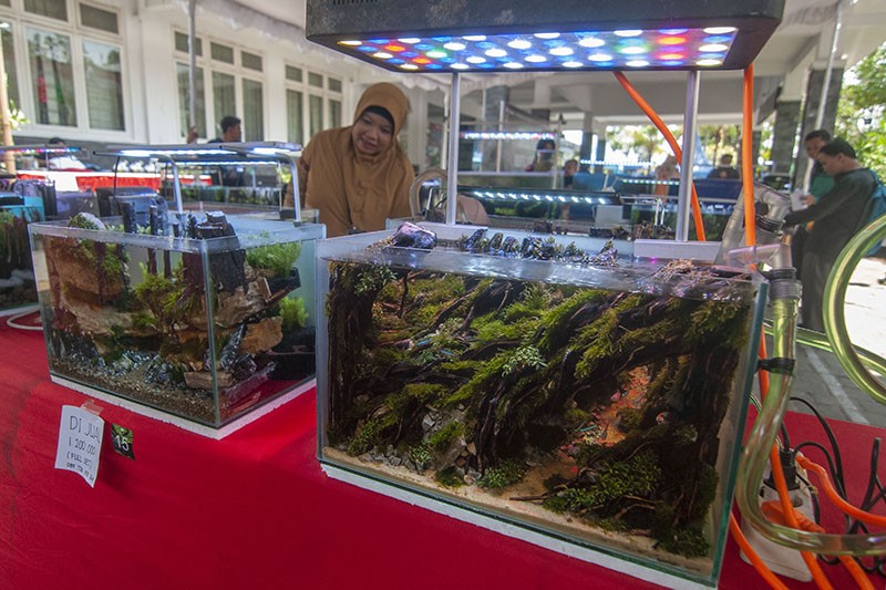 Kontes Aquascape Angkat Potensi Karya Seni di Boyolali   - Bagian 2