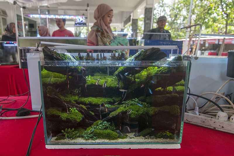 Kontes Aquascape Angkat Potensi Karya Seni di Boyolali   - Bagian 1