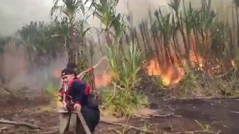 2 Hektare Lahan Taman Nasional Sebangau Palangka Raya Terbakar, Api Sulit Dipadamkan