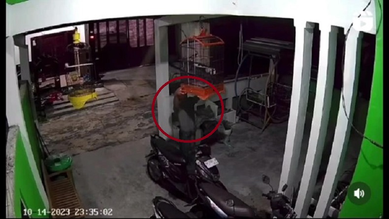Pria Bersarung Gasak Burung Berkicau Mahal di Kobar, Wajah Pelaku Terekam Jelas CCTV
