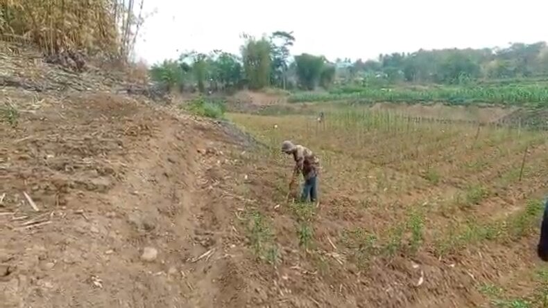 Waduk Saguling KBB Kering saat Kemarau, Disulap Warga Jadi Lahan Pertanian