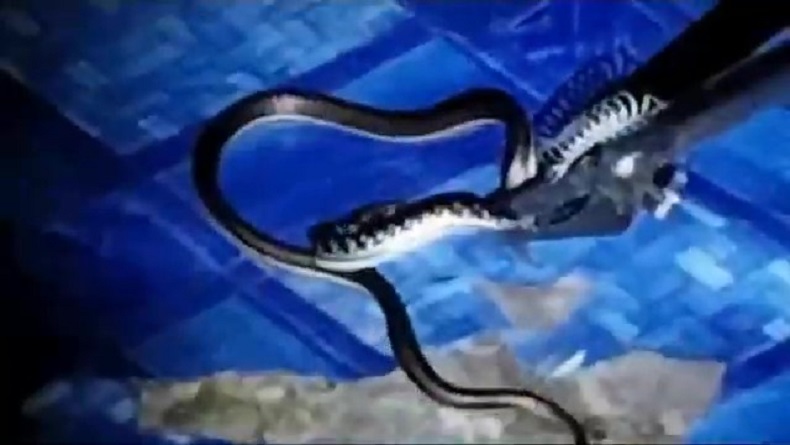 Ular Lidi 1 Meter Masuk Rumah di Palangka Raya, Ketahuan saat Warga Akan Mandi 