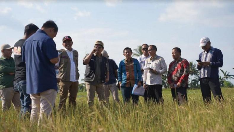 508 Hektare Sawah di Kolaka Timur Gagal Panen gegara Kemarau, Petani Merugi