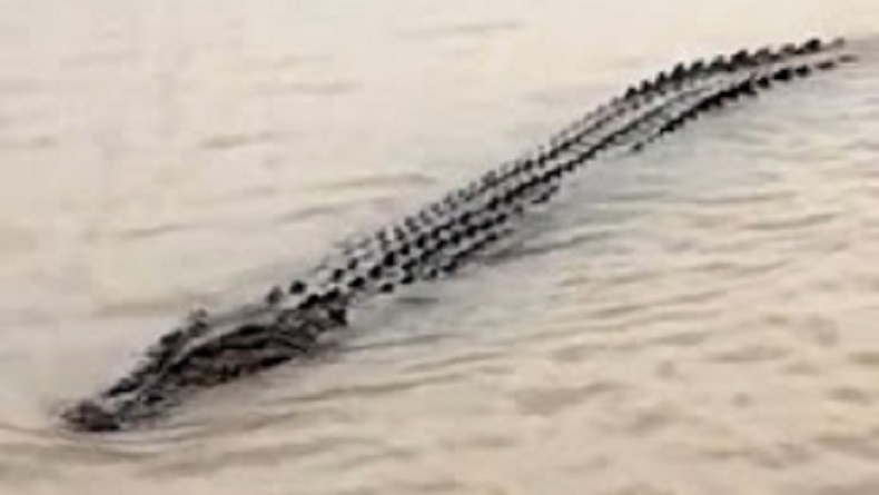 Hendak Mencuci, Warga Muarojambi Dibuat Waswas Kemunculan Buaya di Sungai Batanghari