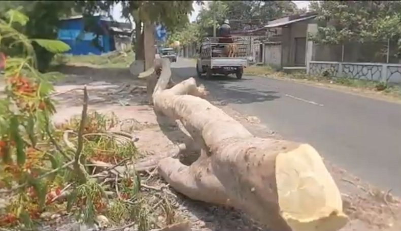 Pasutri di Lombok Barat Tertimpa Pohon yang Ditebang Warga, Suami Tewas Istri Luka Parah 