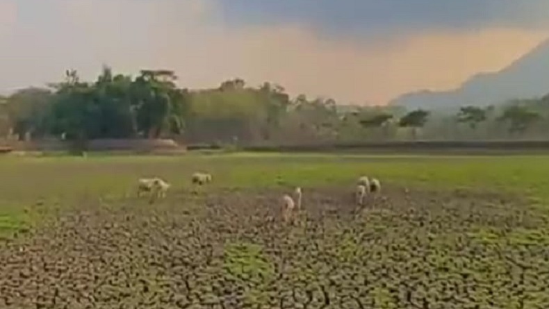 Imbas Kemarau Panjang, Situ Sarkanjut Garut Berubah Jadi Lapangan