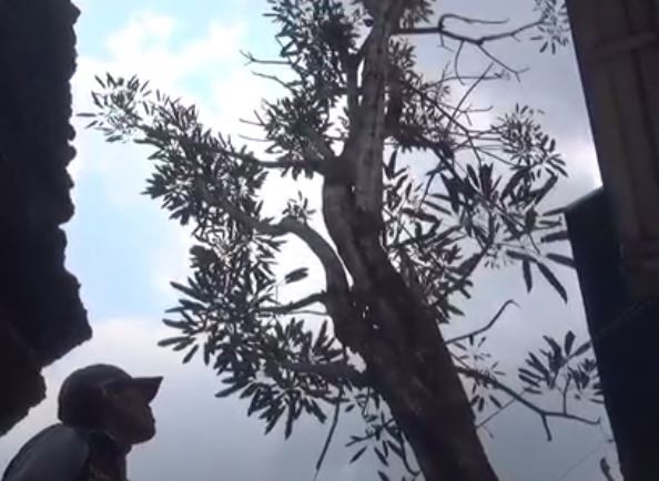 Viral 2 Pohon Tabebuya di Kepanjen Malang Menangis, Airnya Berbau Wangi