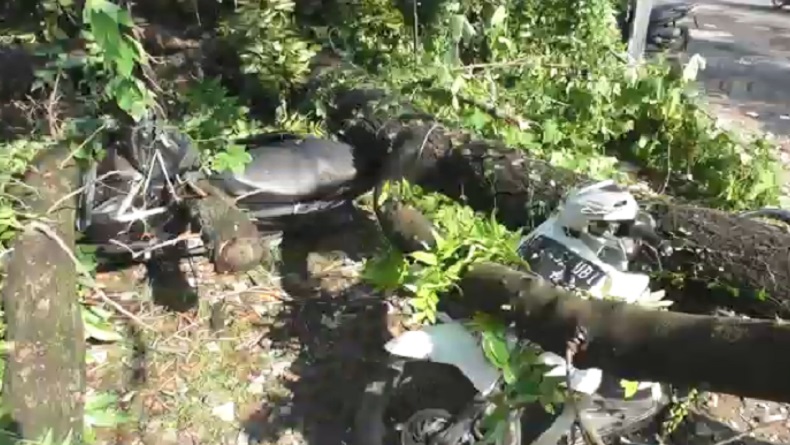Pohon Tua Tumbang Timpa 15 Motor di Medan, 3 Kendaraan Belum Dievakuasi
