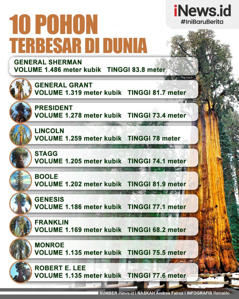 Infografis 10 Pohon Terbesar di Dunia, Besarnya Bikin Merinding