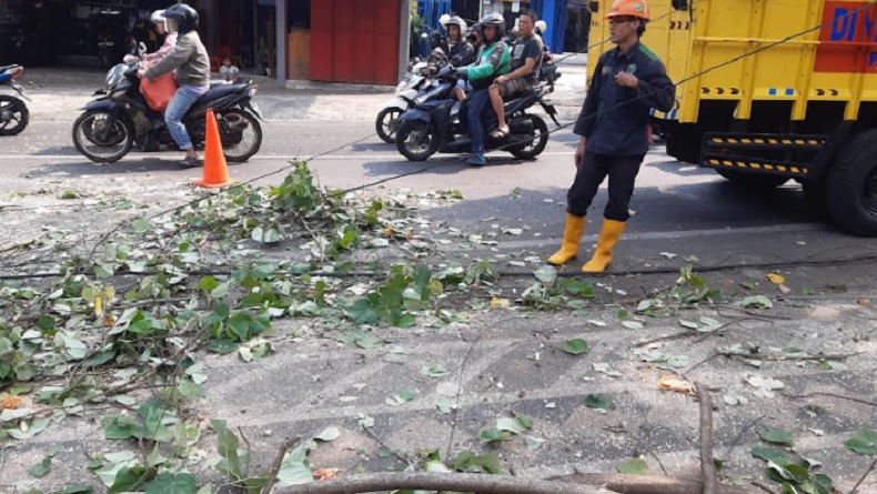 2 Pengendara Motor di Kota Malang Patah Tulang Tertimpa Pohon Tumbang, Dievakuasi ke RS