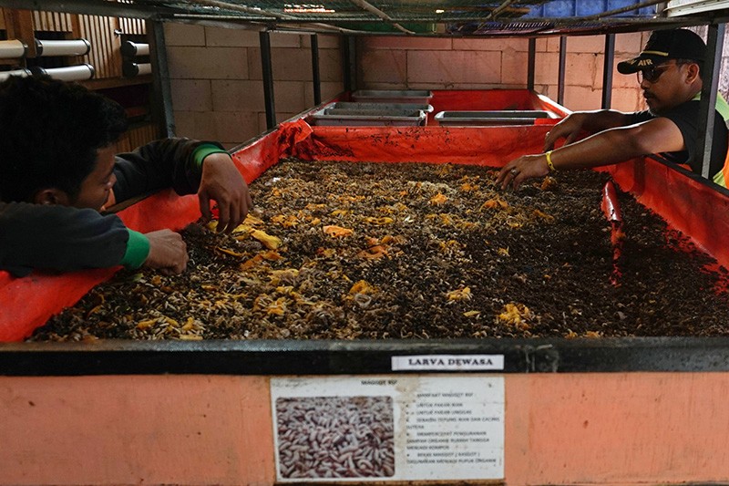 Budi Daya Maggot untuk Mengurangi Sampah Organik DKI Jakarta - Bagian 2