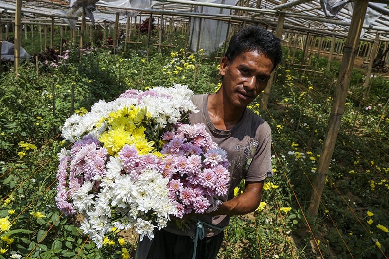 Potensi Ekonomi Tanaman Hias Indonesia - Bagian 1
