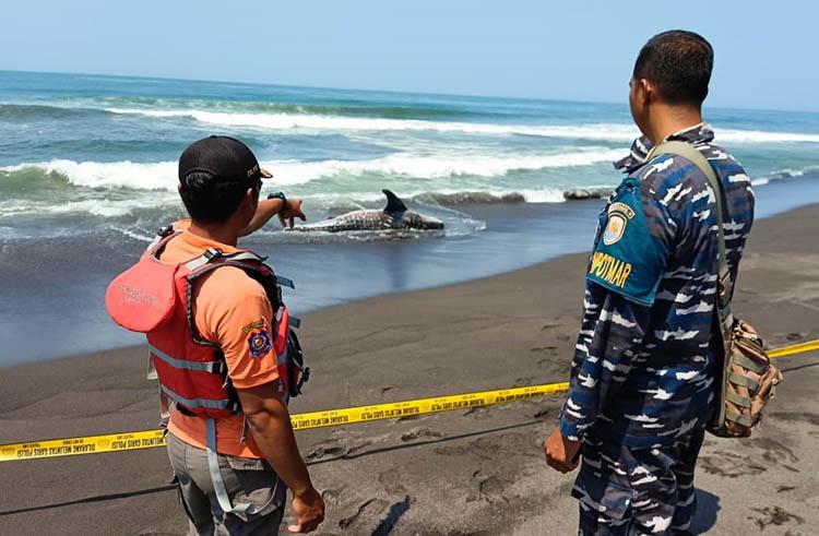 Hiu Tutul Mati Terdampar di Pantai Trisik, Ekornya Sudah Terpotong