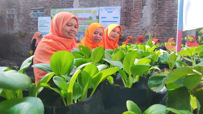 Mengintip Kampung Pakcoy di Cimahi, Segarnya Budi Daya Sayuran di Permukiman Padat 