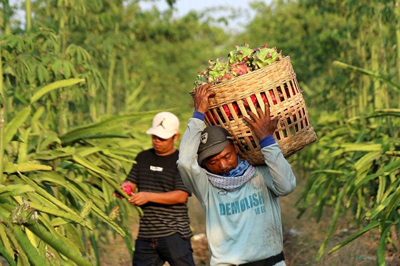 Cara Petani Buah Naga Tidak Gagal Panen saat Musim Kemarau - Bagian 2