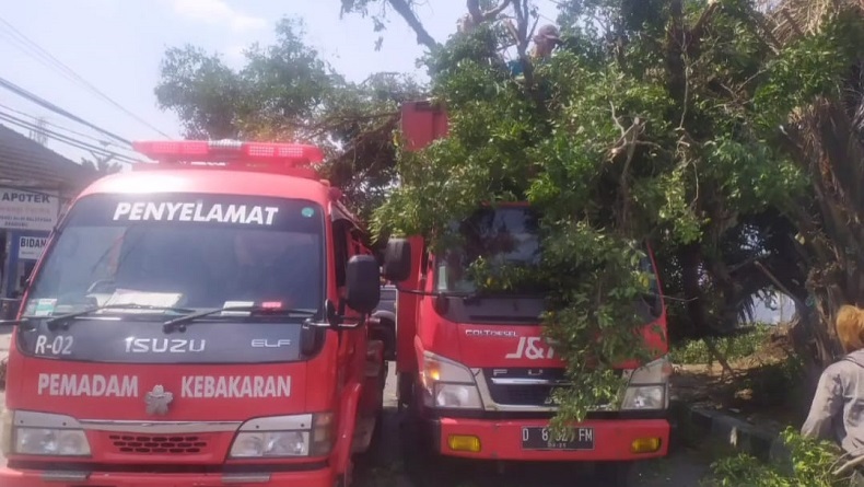 Beringin 3 Meter Roboh Diterpa Angin Kencang di Baleendah Bandung, Timpa Truk dan Kabel Listrik