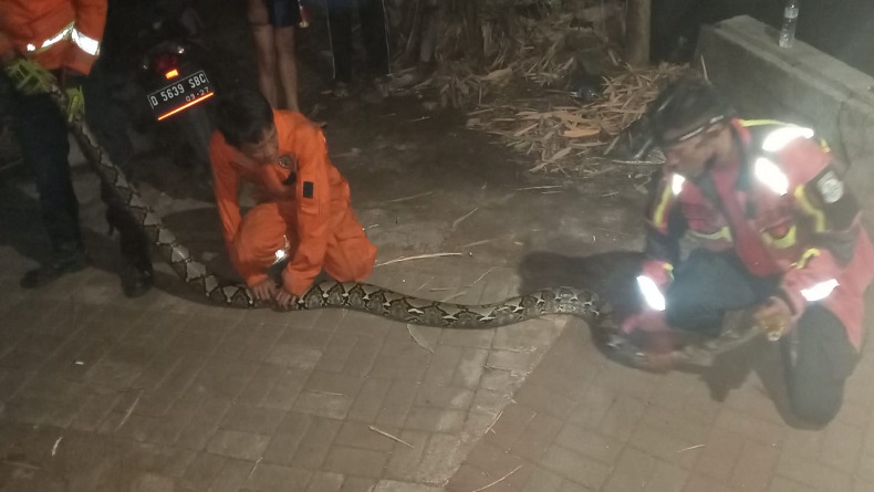Pengendara Motor di Cimahi Dicegat Ular Besar saat Melintas di Areal TPU Baros
