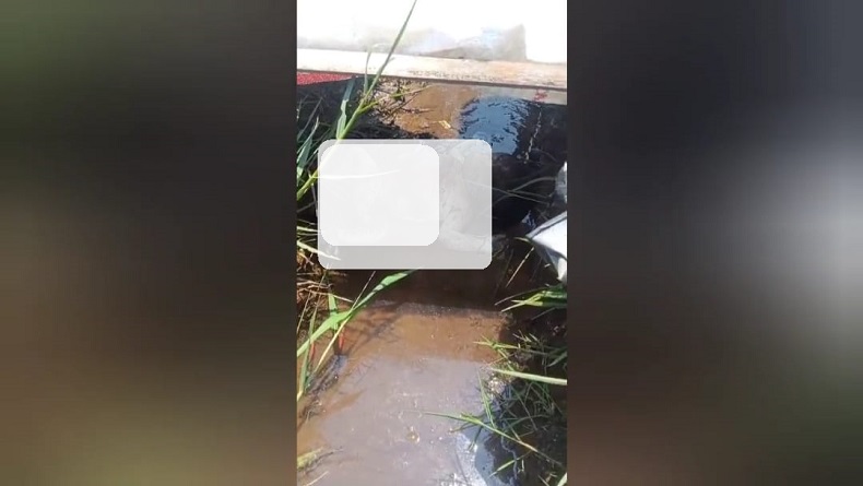 Geger, Anjing Milik Petani Makan Ari-ari Bayi dalam Parit Sawah di Pameungpeuk Bandung