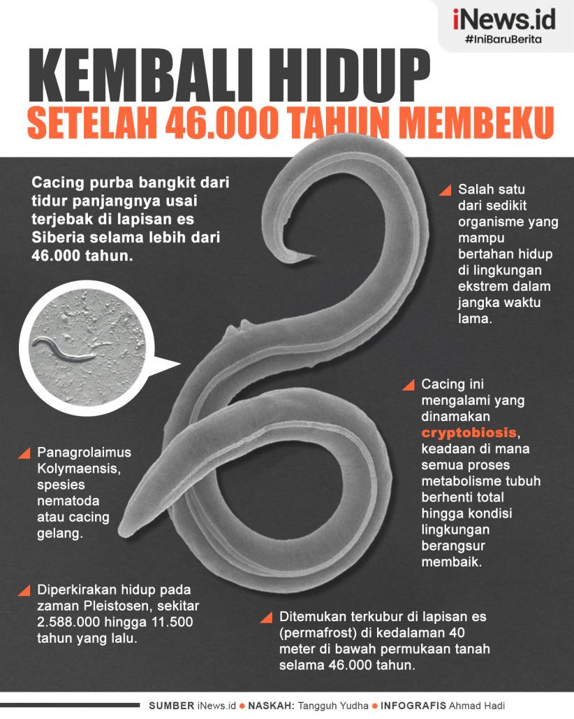 Infografis Cacing Purba Hidup Kembali Setelah 46.000 Tahun Membeku