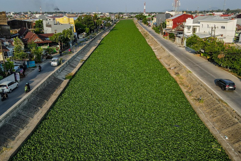 Penampakan dari Udara Kanal di Makassar Tertutup Eceng Gondok - Bagian 1