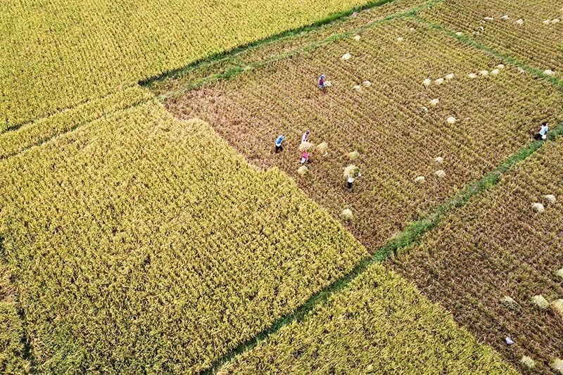 Luas Panen Padi di Gorontalo Tahun Ini Meningkat - Bagian 2