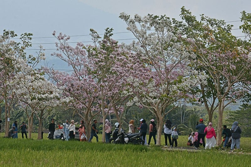 Menikmati Suasana Jalan Magelang yang Dipenuhi Bunga Tabebuya Bermekaran - Bagian 2