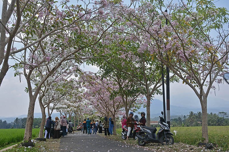 Menikmati Suasana Jalan Magelang yang Dipenuhi Bunga Tabebuya Bermekaran - Bagian 1