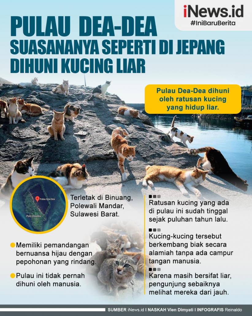 Infografis Pulau Dea-Dea Suasananya seperti di Jepang Dihuni Kucing Liar 