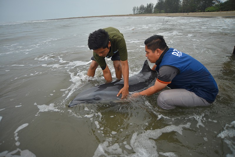 Momen Lumba-Lumba Fraser Dievakuasi saat Terdampar di Pantai Pasir Jambak - Bagian 3