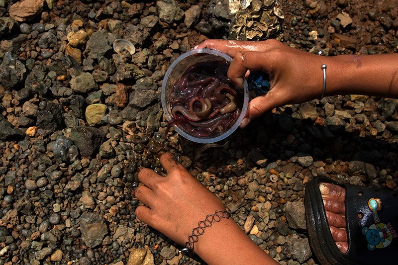 Berburu Cacing Laut di Kolaka, Harga Jual Rp60 Ribu per Kilogram - Bagian 1