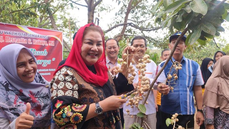 Menikmati Panen Kelengkeng Hawai di Ngaliyan Semarang, Buahnya Unik dan Manis