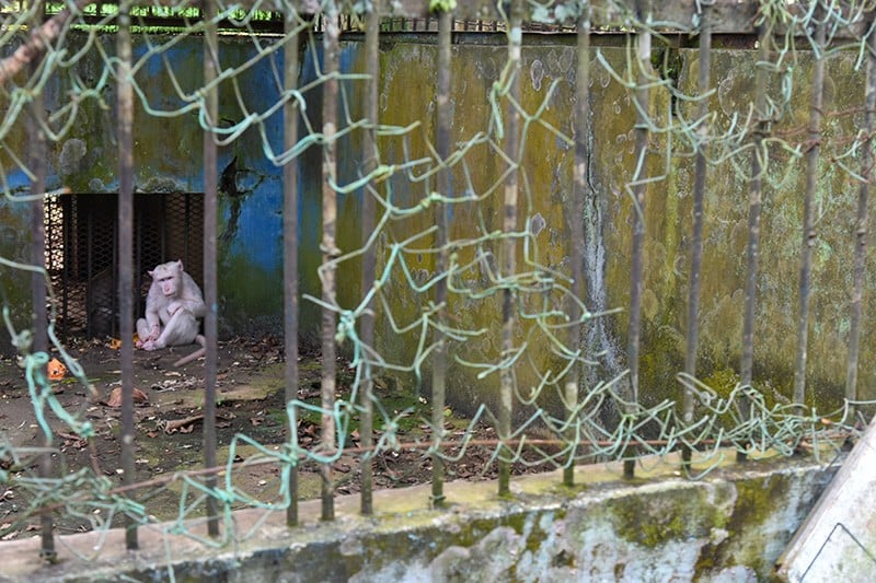 Kondisi Kebun Binatang Medan Zoo Terbengkalai, Nasib Hewan Dilindungi Terancam - Bagian 2