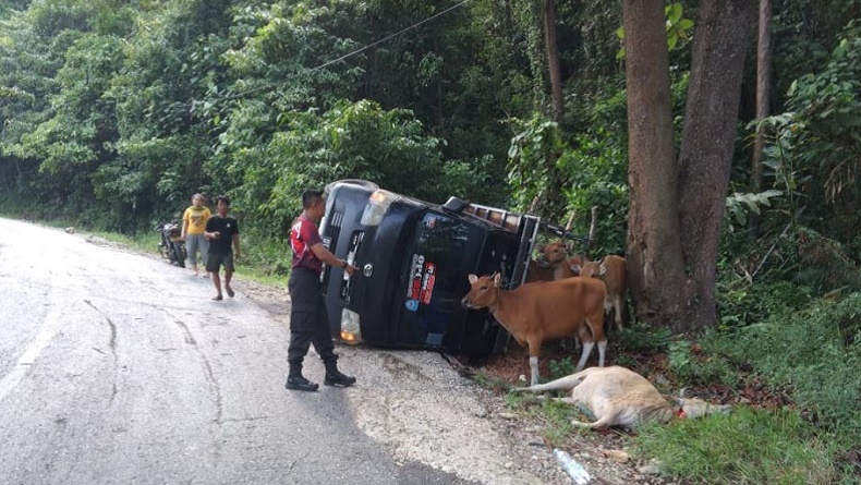 title Kecelakaan di Kolaka Utara, Pikap Tabrak Pohon hingga Nyaris Jatuh ke Jurang Kecelakaan di Kolaka Utara, Pikap Tabrak Pohon hingga Nyaris Jatuh ke Jurang