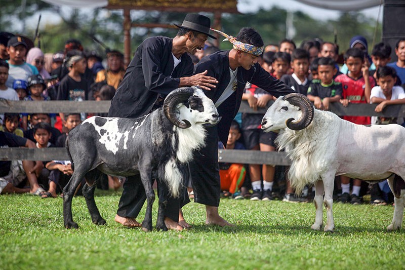 Pertarungan Sengit Domba Garut - Bagian 2