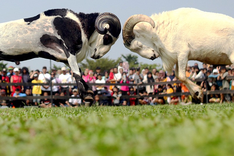 Pertarungan Sengit Domba Garut - Bagian 1