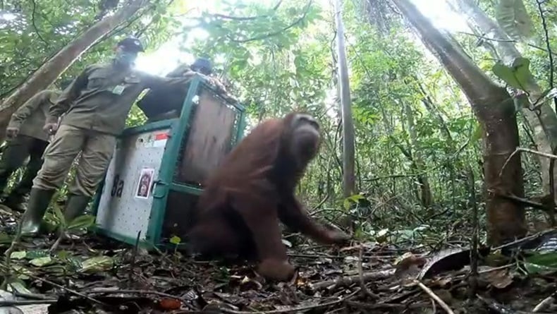 title Direhabilitasi 10 Tahun, 8 Orang Utan Dilepasliarkan di Hutan Murung Raya Direhabilitasi 10 Tahun, 8 Orang Utan Dilepasliarkan di Hutan Murung Raya