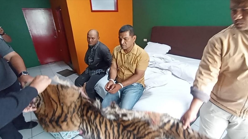 2 Pedagang Satwa Dilindungi Ditangkap, Kulit Harimau dan Sisik Tenggiling Disita