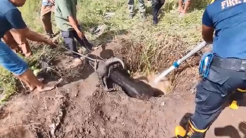 Dramatis, Evakuasi Kerbau Bunting Jatuh ke Sumur 7 Meter di Agam, Butuh Waktu Nyaris 1 Jam