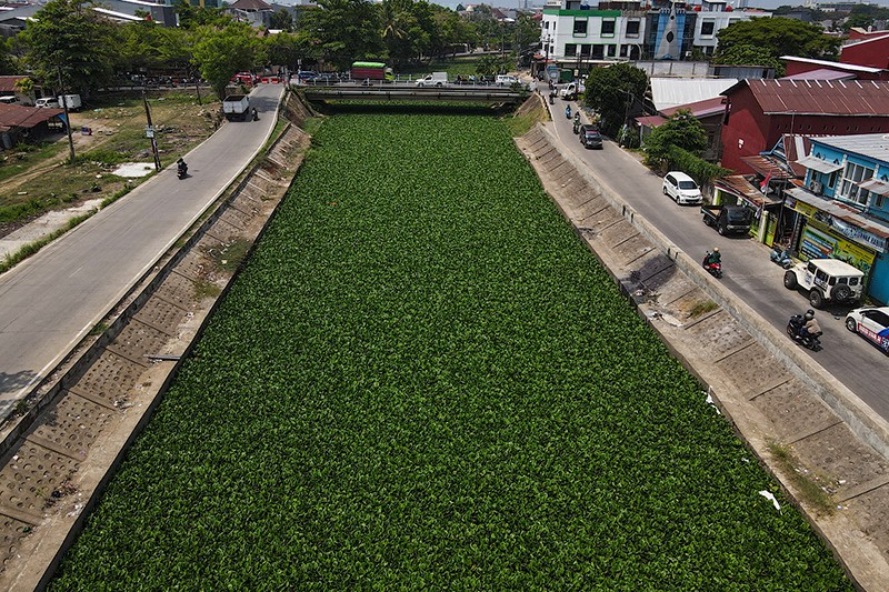 Eceng Gondok Tutup Kanal di Makassar - Bagian 3