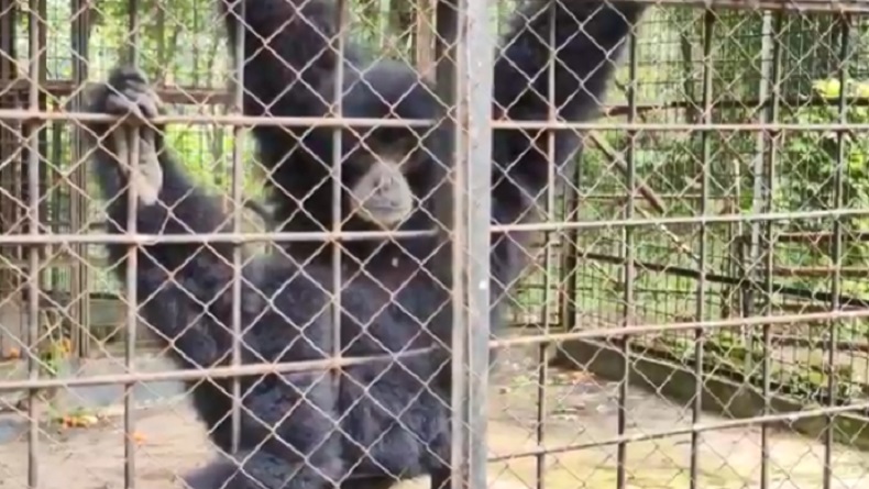 Viral Isu Owa di Medan Zoo Mati, Ini Faktanya