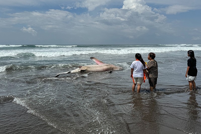 Hiu Tutul Terdampar di Pantai Parangtritis, Bangkai Belum Dievakuasi - Bagian 2