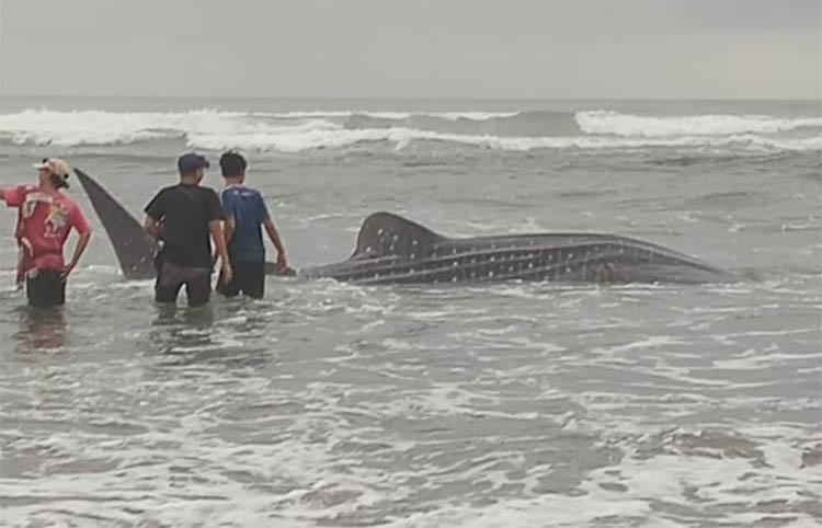 Hiu Tutul Terdampar di Pantai Parangtritis Bantul