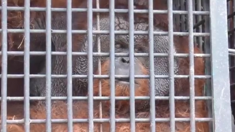 Miris, Orangutan di Medan Zoo Sakit Obesitas, Kini Direhabilitasi ke BKSDA