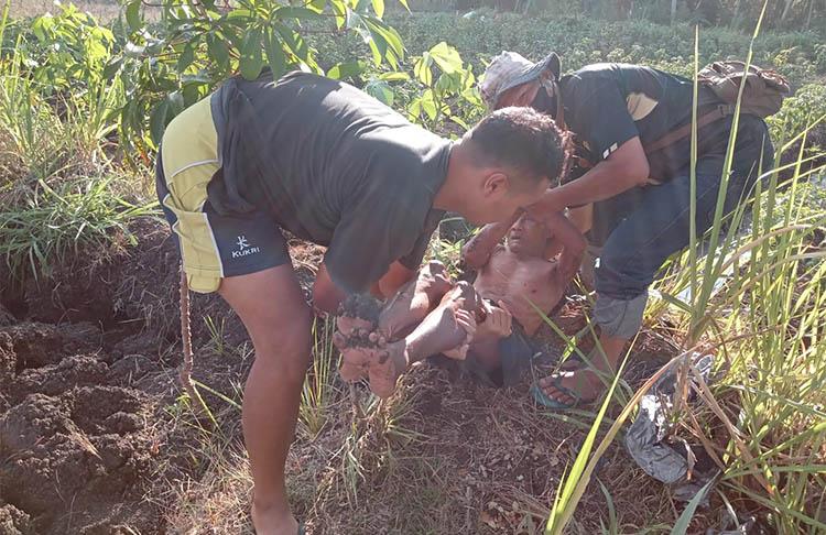 2 Lansia di Bantul Terluka Diserang Kawanan Tawon Tanah