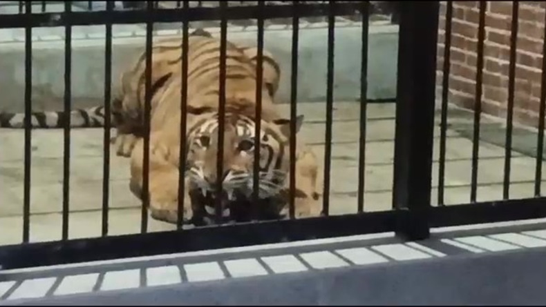 Penjaga Tewas Diterkam Harimau di Samarinda, Polisi Tahan Pemilik