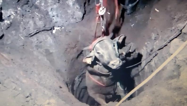 Sapi Seberat 400 Kg Tercebur Sumur Sedalam 7 Meter di Purbalingga, Evakuasi Dramatis