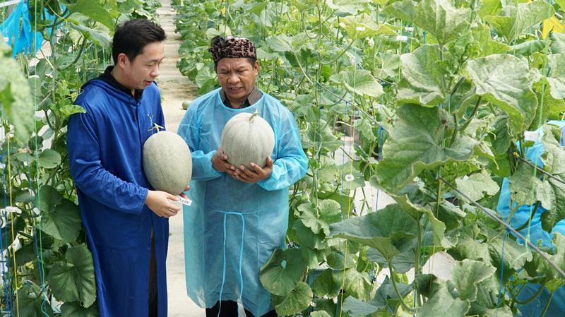 Melon Terberat di Indonesia Ada di Semarang, Ini Penampakannya