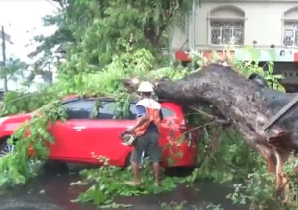 Pohon Tumbang Timpa 2 Mobil di Makassar, 4 Penumpang Terjebak