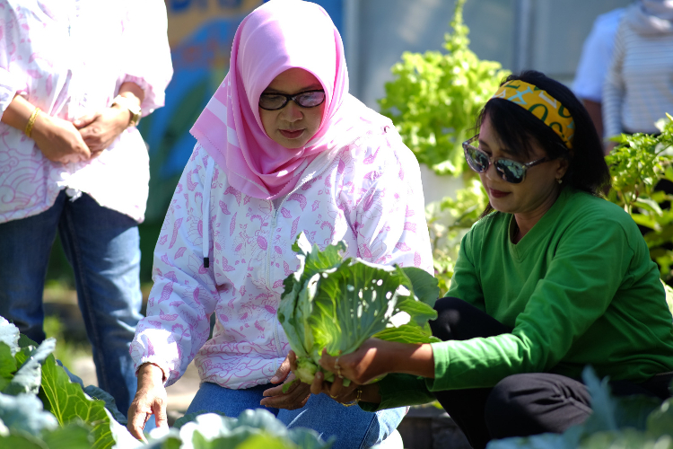 Kisah KWT Srikandi di Mrican Caturtunggal, Sukses Bertani di Kota bersama BRI
