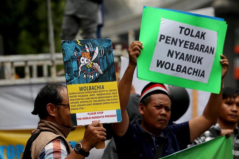 Aksi Tolak Penyebaran 200 Juta Nyamuk Wolbachia - Bagian 1
